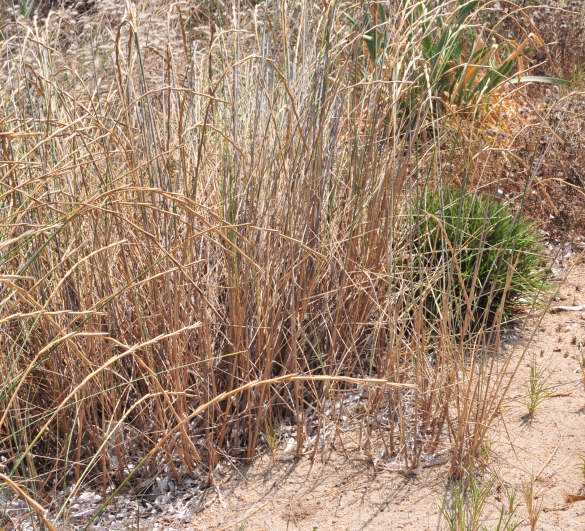 Ammophila arenaria? no, Elymus farctus